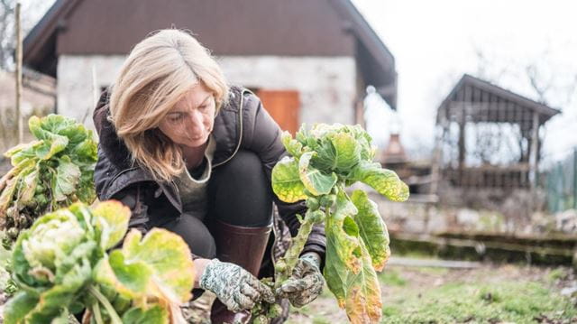woman harvesting brussel sprouts